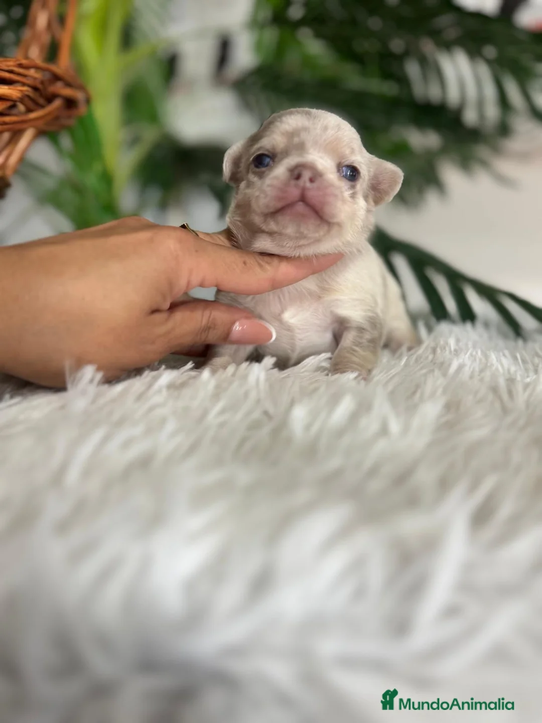 Chihuahua perros en venta: CHIHUAHUA MACHO - Anuncio 6