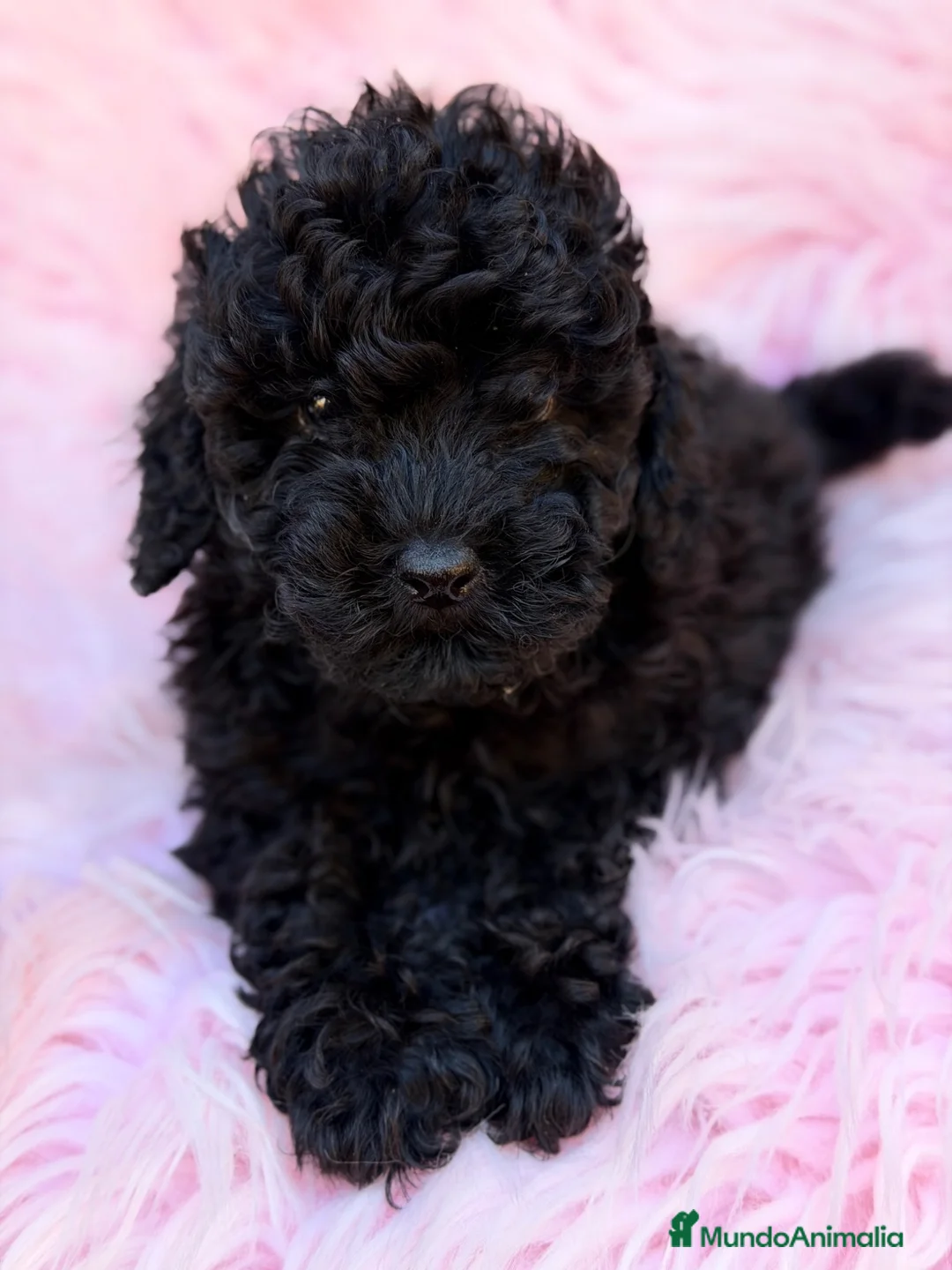 Caniche Toy perros en venta: Caniche Toy  - Anuncio 2
