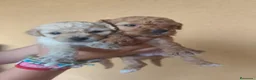 Caniche Toy perros en venta: Caniches PraoToro APRICOT 🧡 en Ávila - Anuncio 3