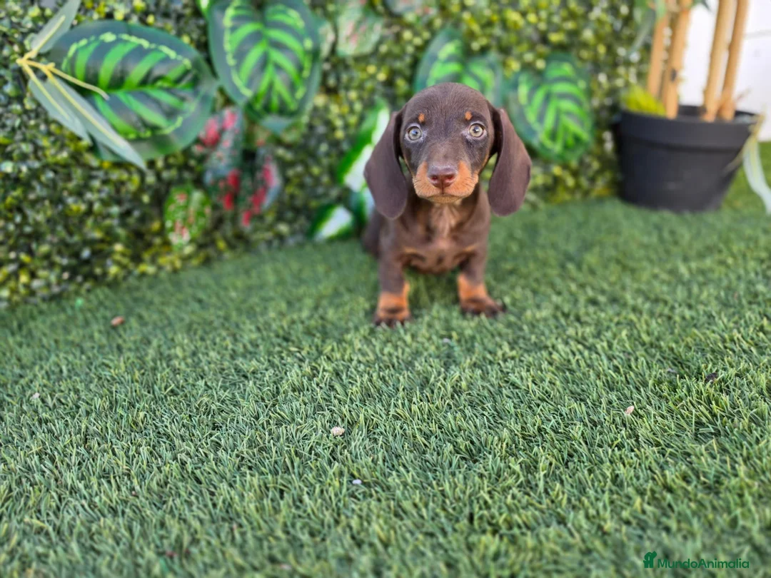 Teckel Miniatura perros en venta: TECKEL MINIATURA CHOCOLATE - Anuncio 2