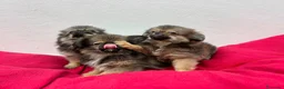 Pekinés perros en venta: Pekines - Anuncio 2