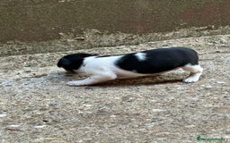 Jack Russell Terrier perros en venta: Nueva camada Jack Russell  - Imagen 3