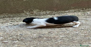 Jack Russell Terrier perros - Anuncio 1