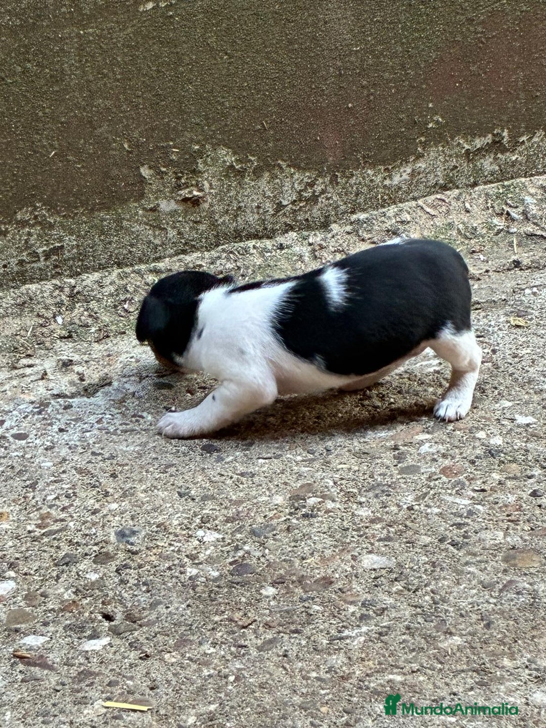 Jack Russell Terrier perros en venta: Nueva camada Jack Russell  - Imagen 3