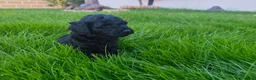 Perro de Agua Español perros en venta: PDA 🖤🖤 en Asturias - Anuncio 14