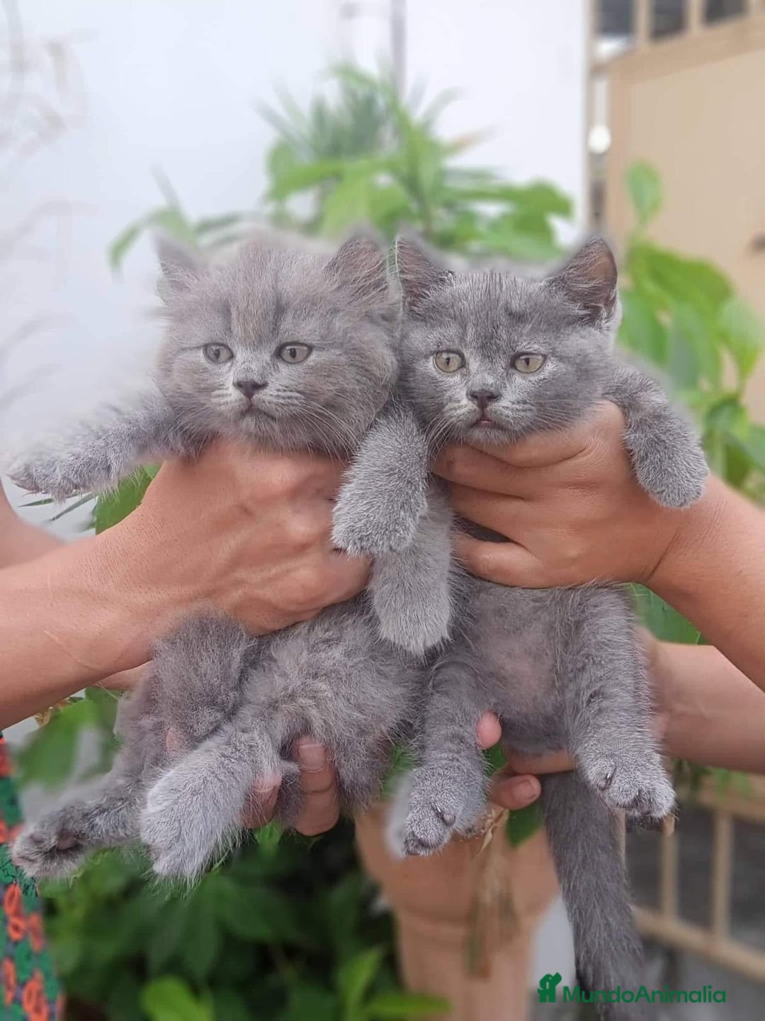 Británico de Pelo Largo gatos en venta: Británico de pelo largo  - Anuncio 6