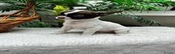 Chihuahua perros en venta: CHIHUAHUA CHOCOLATE Y BLANCO - Anuncio 6