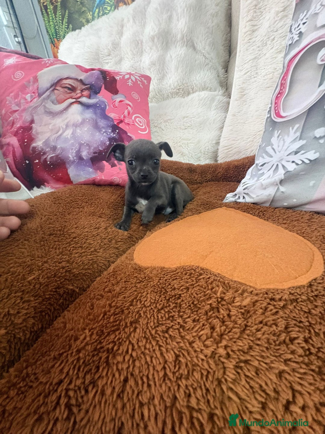 Chihuahua perros en venta: Chihuahua mini toy blue - Anuncio 12