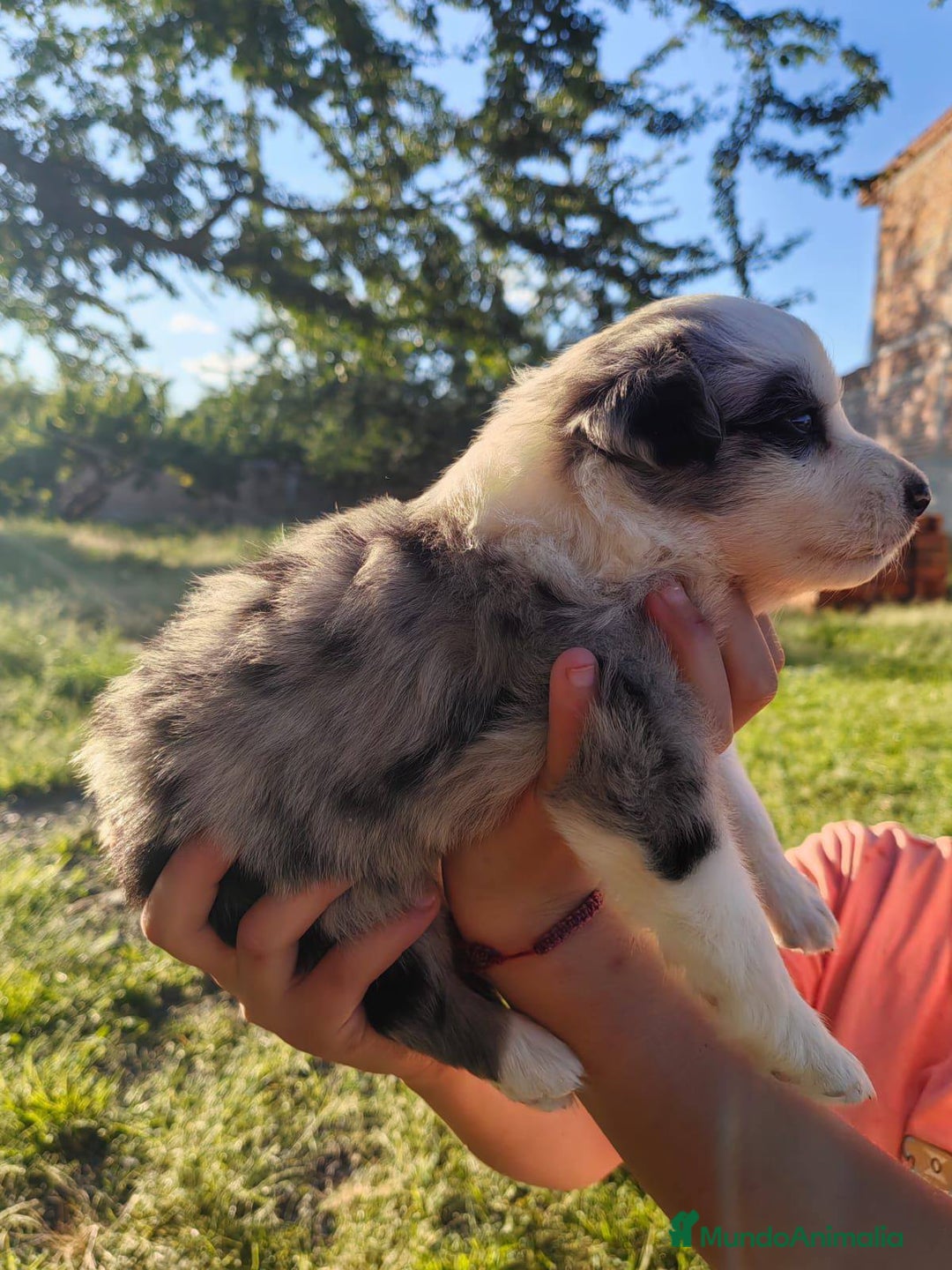 Border Collie perros en venta: preciosos cachorros border collie - Anuncio 3