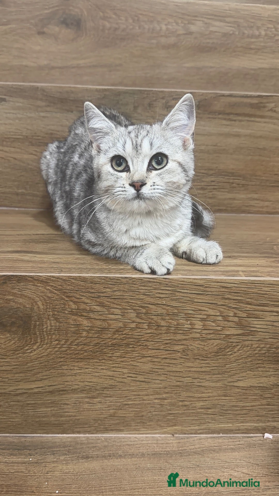 Raza Mixta gatos Brithis con comun - Anuncio 1