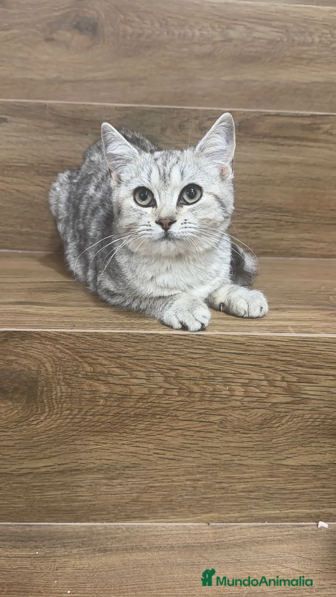 Raza Mixta gatos en venta: Brithis con comun - Anuncio 1