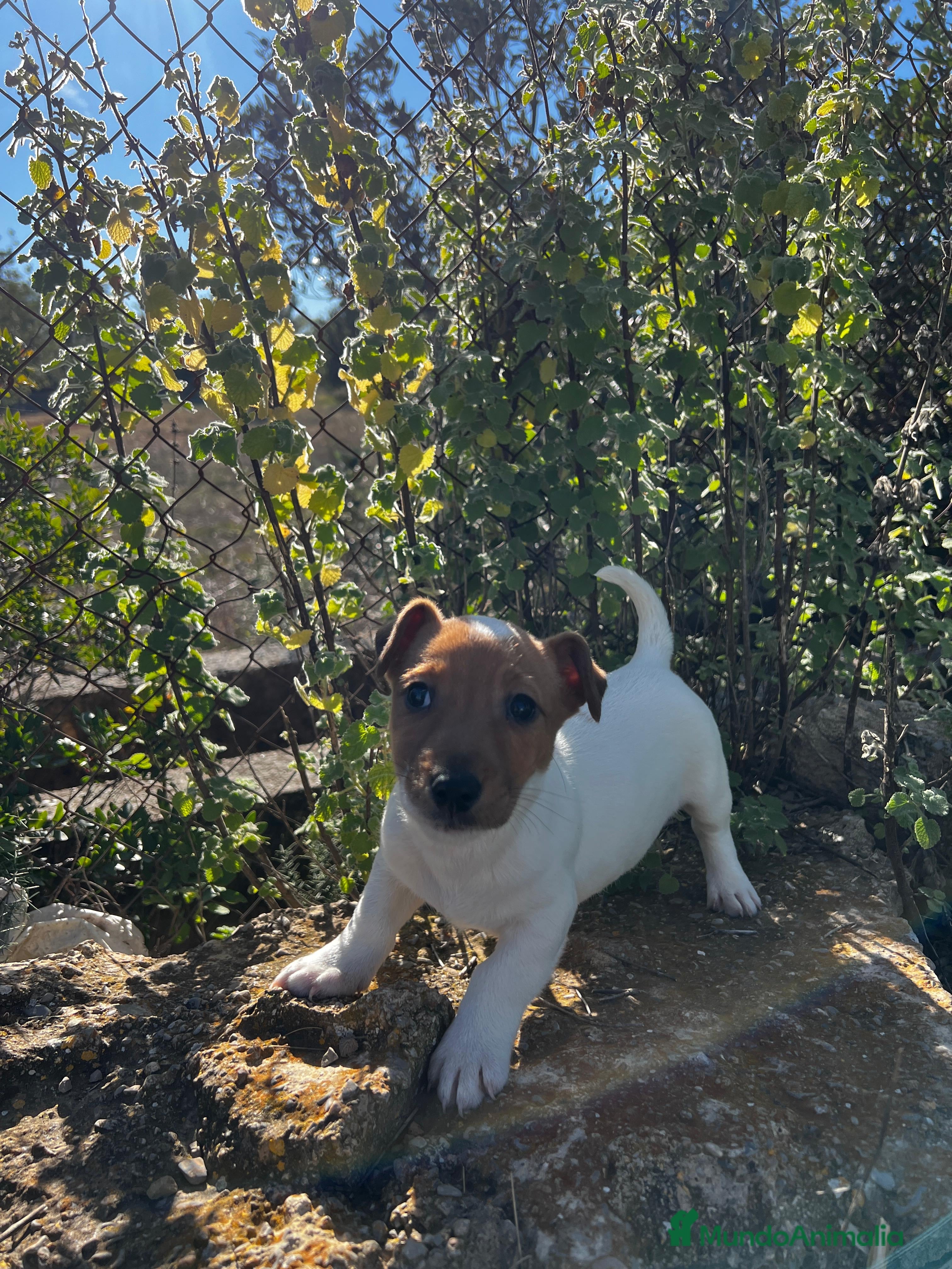 Jack Russell Terrier perros JACK RUSSELL BICOLOR MARRÓN Y BLANCO - Anuncio 1