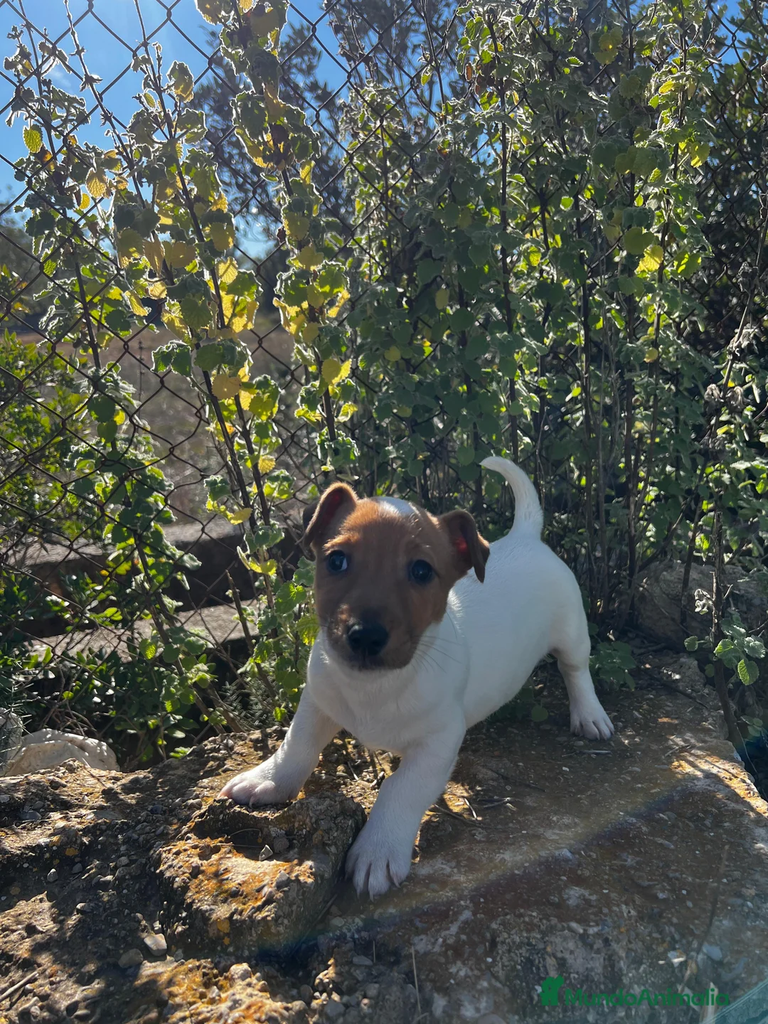 Jack Russell Terrier perros en venta: JACK RUSSELL BICOLOR MARRÓN Y BLANCO - Anuncio 1