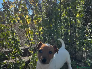 Jack Russell Terrier perros JACK RUSSELL BICOLOR MARRÓN Y BLANCO - Anuncio 1