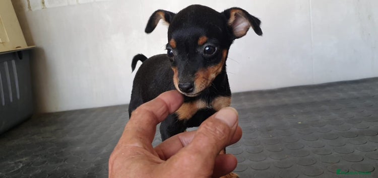 Pinscher Miniatura perros - Anuncio 4