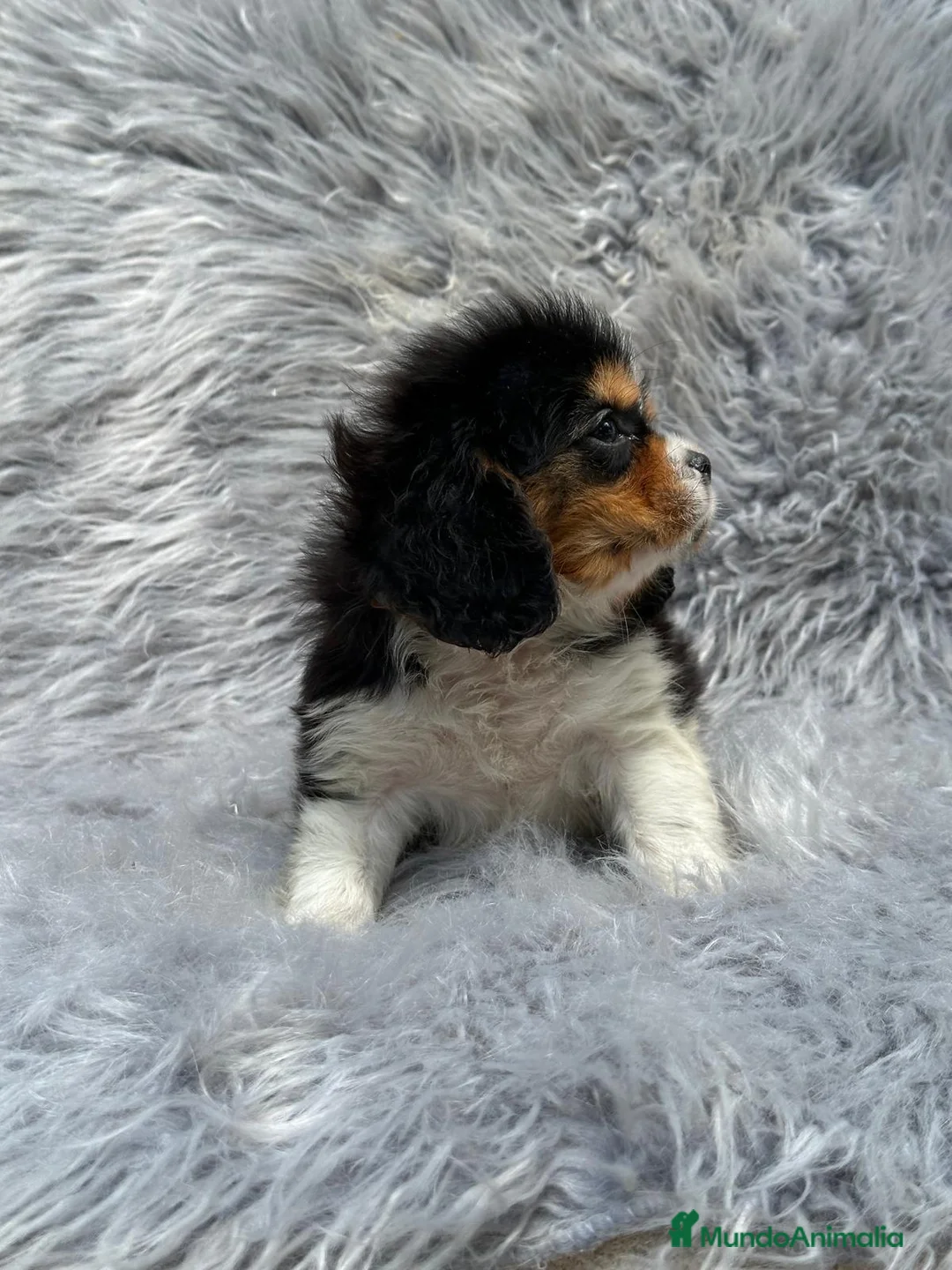 Cavalier King Charles Spaniel perros en venta: Cavalier tricolor - Anuncio 3