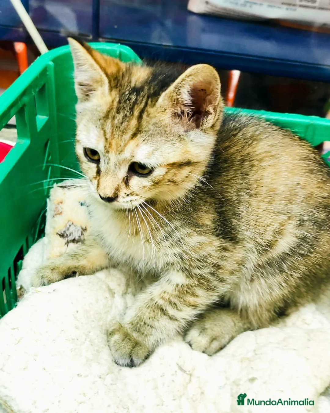 Raza Mixta gatos en venta: Gatitas comunes - Anuncio 4