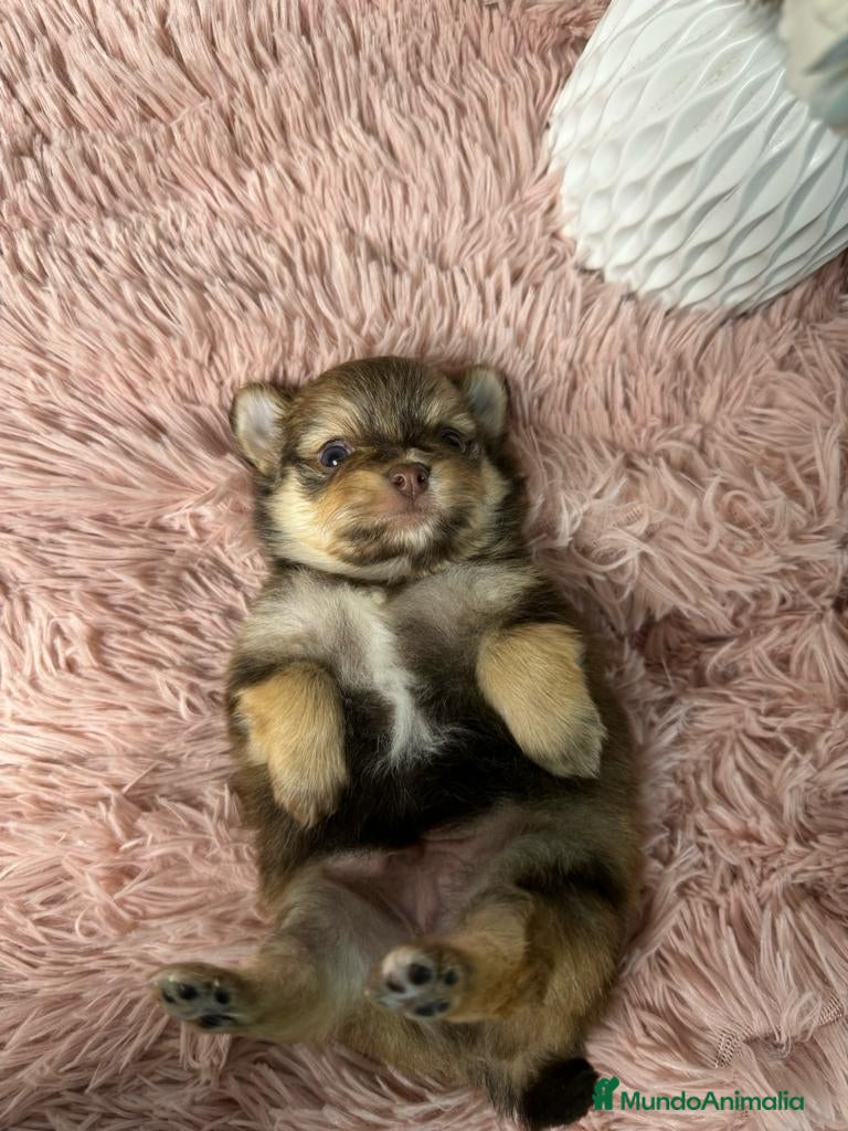 Pomerania perros pomerania del valle caprice - Anuncio 5