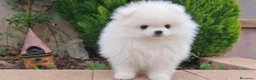 Pomerania perros en venta: POMERANIA  - Anuncio 3