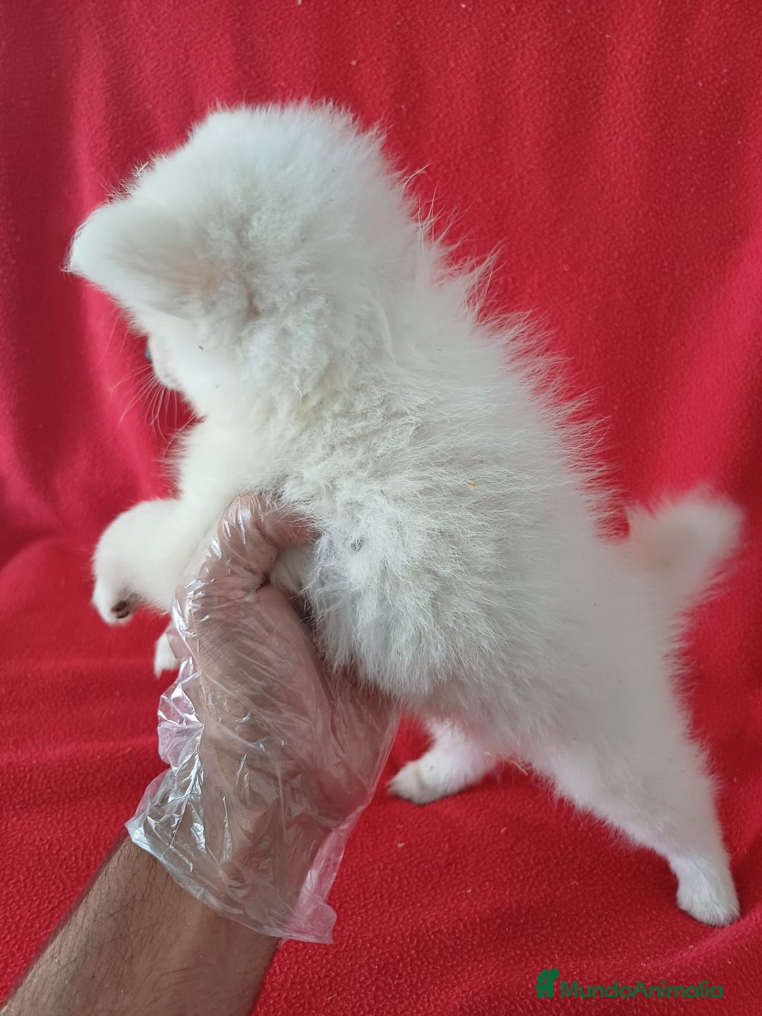 Pomerania perros en venta: Pomerania Lulu  - Imagen 2