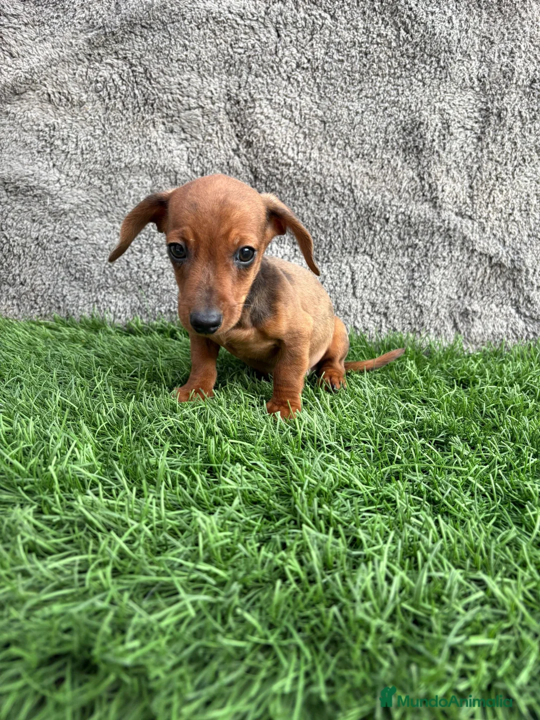 Teckel Miniatura perros en venta: Macho de Teckel Kaninchen Merle chocolate diluido - Anuncio 4