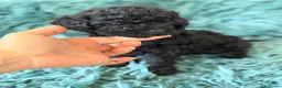 Caniche Toy perros en venta: Caniche toy 50% asiático🐾 - Anuncio 3
