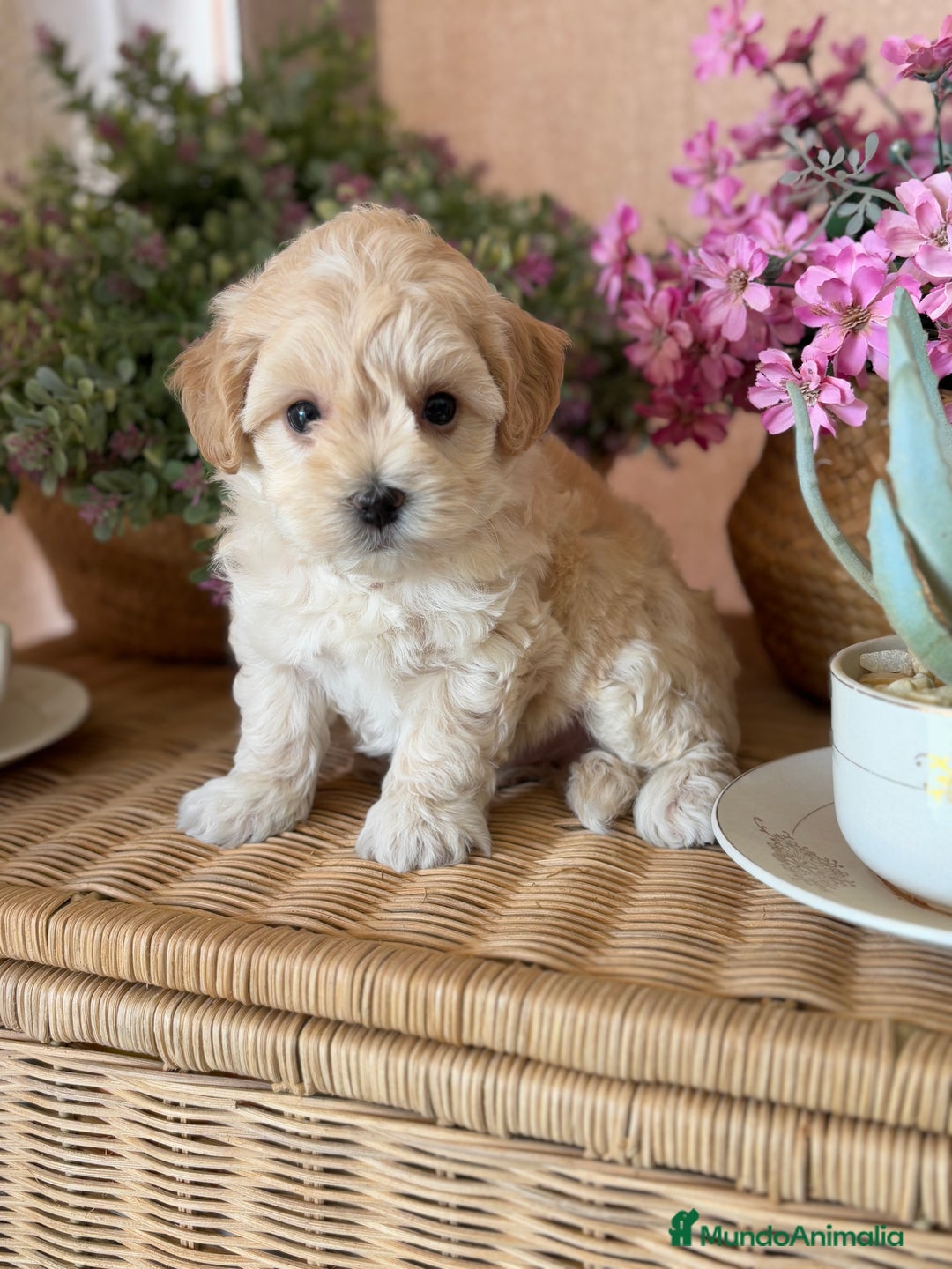Maltipoo perros en venta: Maltipoo macho disponible  - Imagen 3