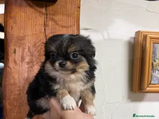 Chihuahua perros Hembra de chihuahua - Anuncio 19