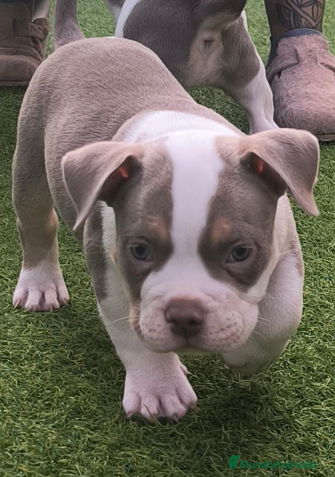 American Bully perros en venta: American bully pocket  - Anuncio 2