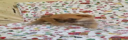Shiba Inu perros en venta: SHIBA INU - Anuncio 3
