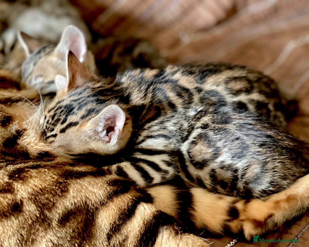 Bengalí gatos en venta: Hembritas de Gato Bengalí - Imagen 4