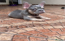 Bulldog Francés perros en venta: BULLDOG FRANCÉS /// LÍNEAS EXCLUSIVAS  - Anuncio 4