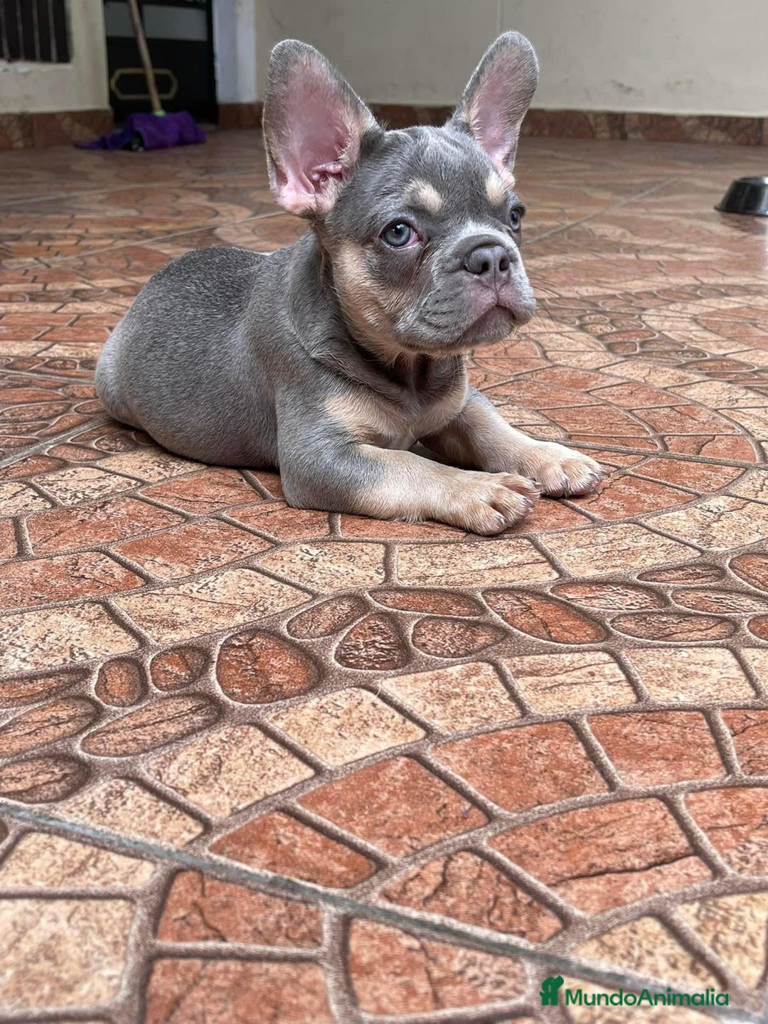 Bulldog Francés perros en venta: BULLDOG FRANCÉS /// LÍNEAS EXCLUSIVAS  - Anuncio 4