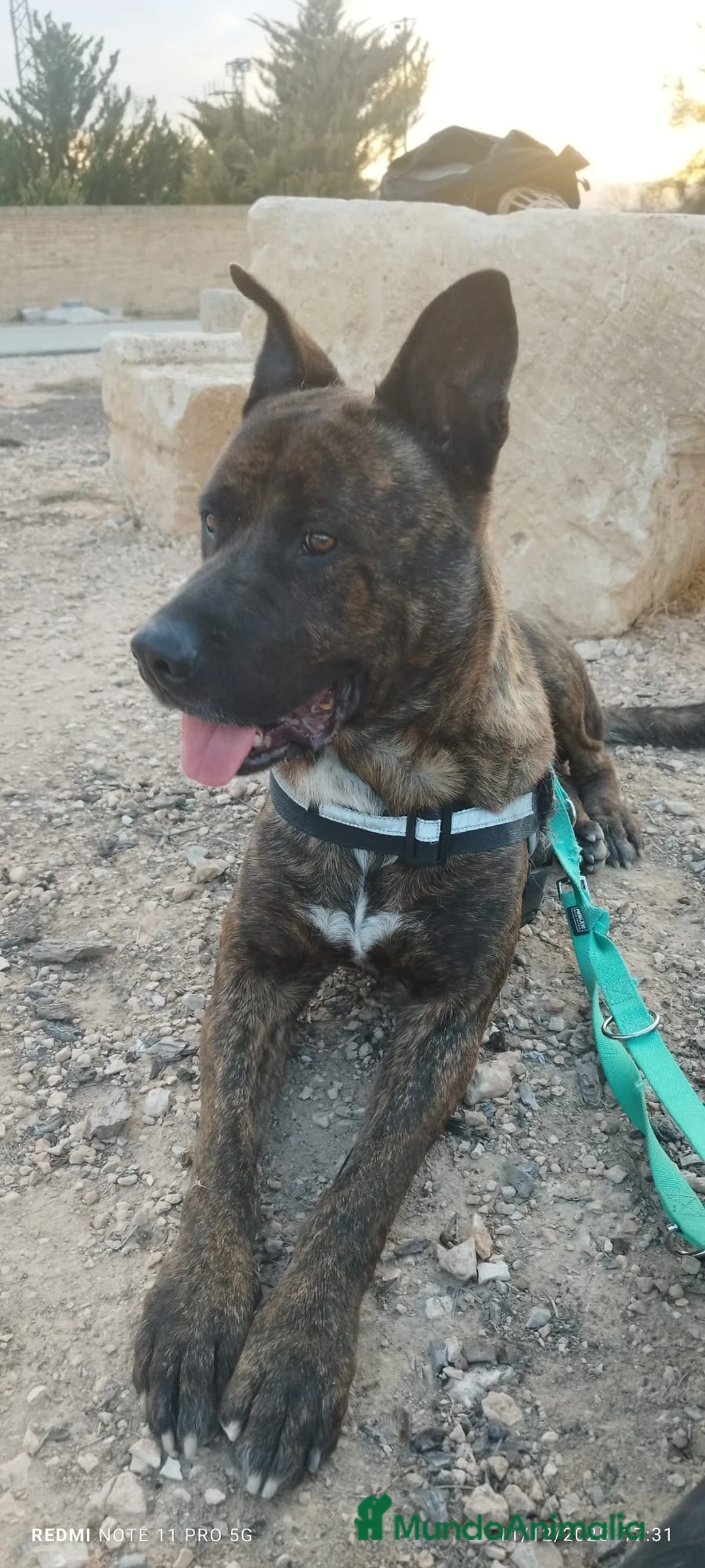 Raza Mixta perros en adopcion: ODÍN ❤️ en Adopción  - Anuncio 6