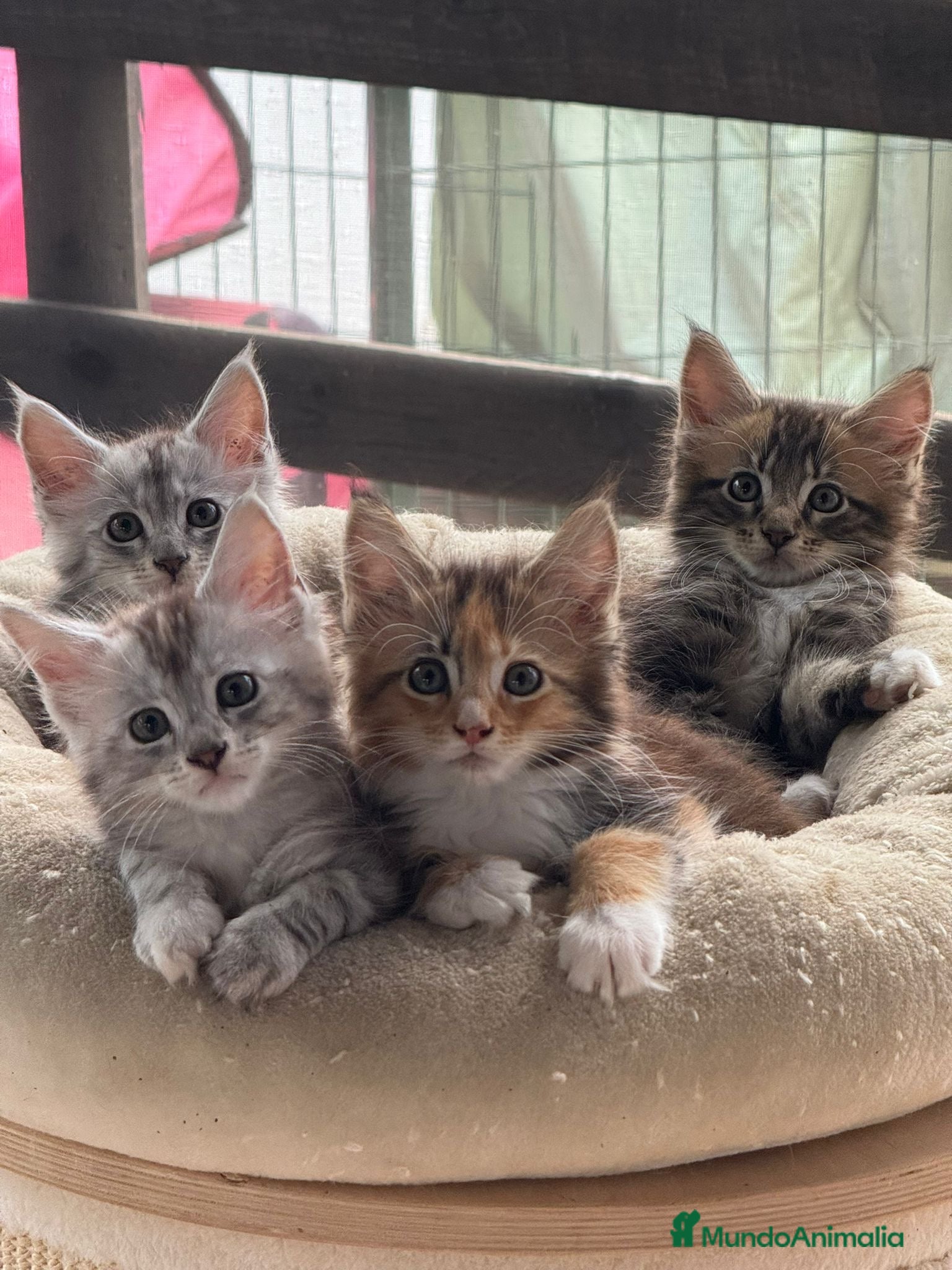 Maine Coon gatos Preciosa camada de Maine Coon. Hembra Silver - Anuncio 3