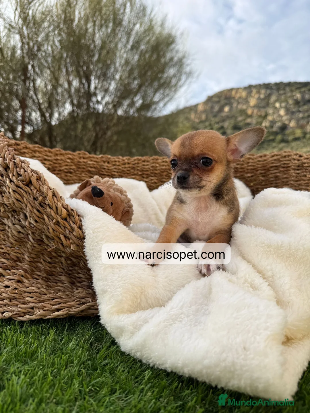 Chihuahua perros en venta: CHIHUAHUA - Anuncio 2