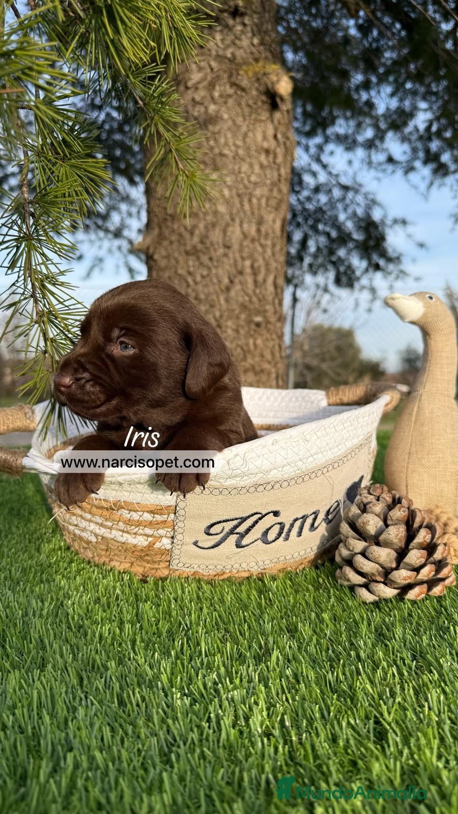 Labrador Retriever perros CACHORROS LABRADORES DISPONIBLES en Asturias - Anuncio 2