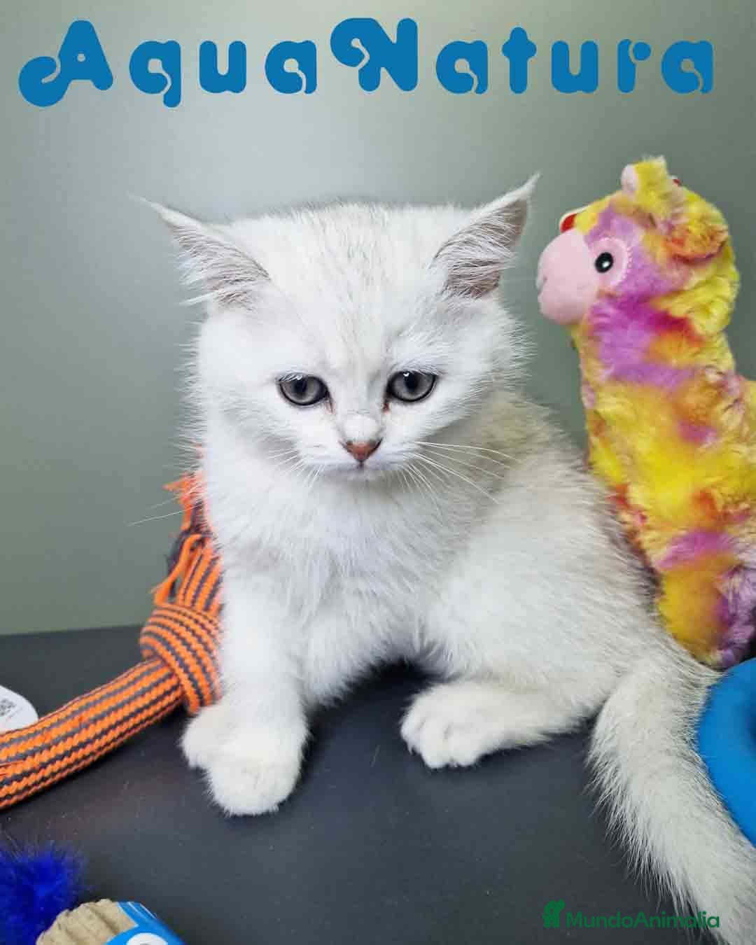 Británico de Pelo Corto gatos en venta: British Macho 7791 AQUANATURA - Anuncio 7