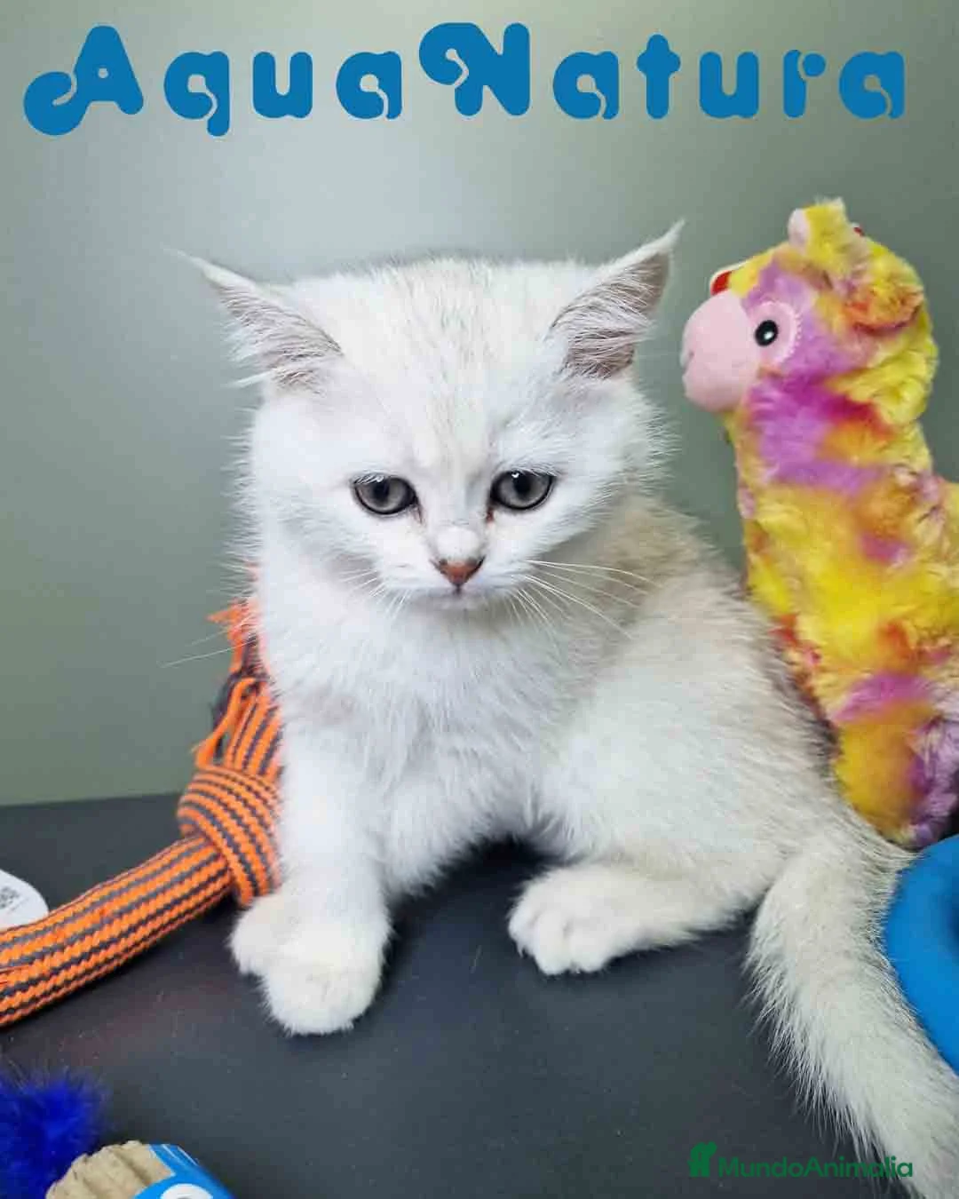 Británico de Pelo Corto gatos en venta: British Macho 7791 AQUANATURA - Anuncio 7