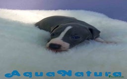 Pequeño Lebrel Italiano perros en venta: Lebrel Italiano Macho de BN y Omega AQUANATURA - Imagen 5