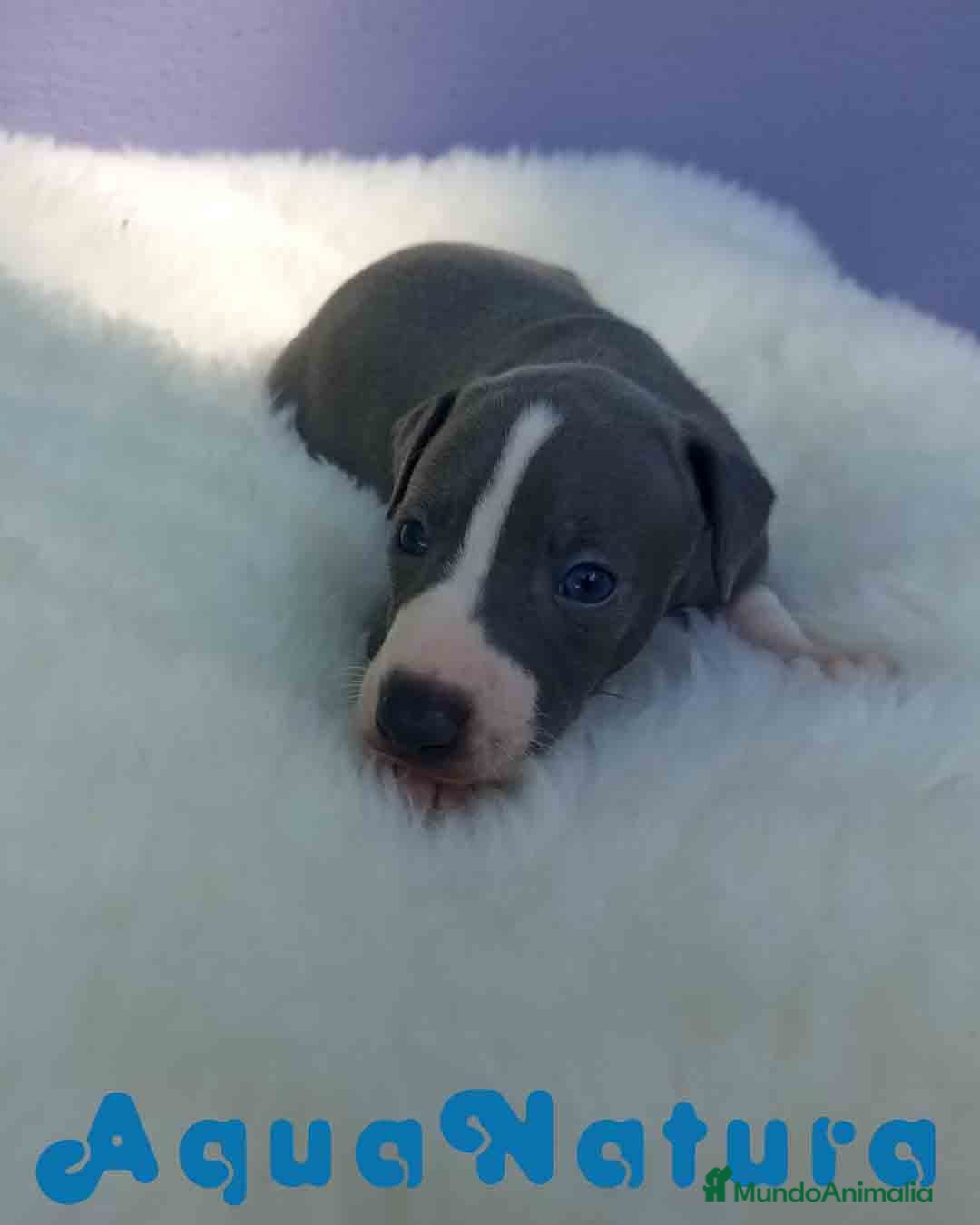 Pequeño Lebrel Italiano perros en venta: Lebrel Italiano Macho de BN y Omega AQUANATURA - Imagen 5