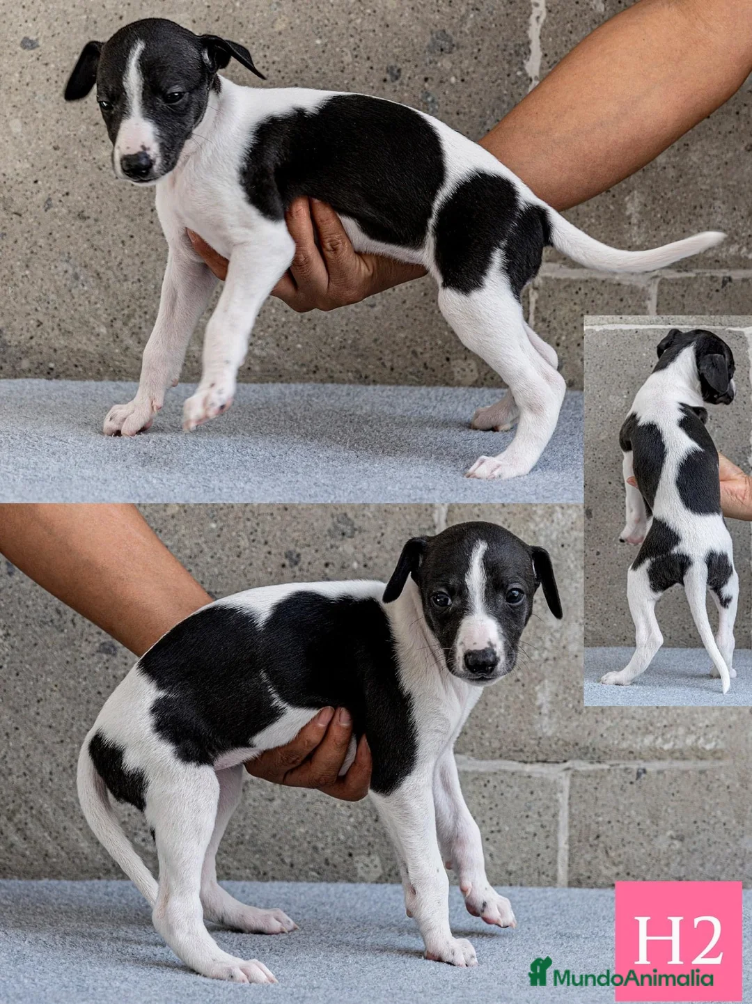 Whippet perros en venta: WHIPPET TARRAGONA  en Ciudad Real - Anuncio 5