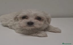 Bichón Maltés perros en venta: BICHÓN MALTÉS - Imagen 1