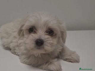 Bichón Maltés perros - Anuncio 15