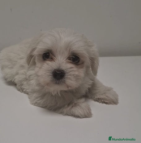 Bichón Maltés perros - Anuncio 15
