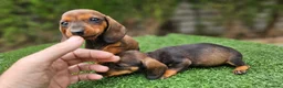 Teckel perros en venta: Espectaculares cachorritos teckel  - Anuncio 3