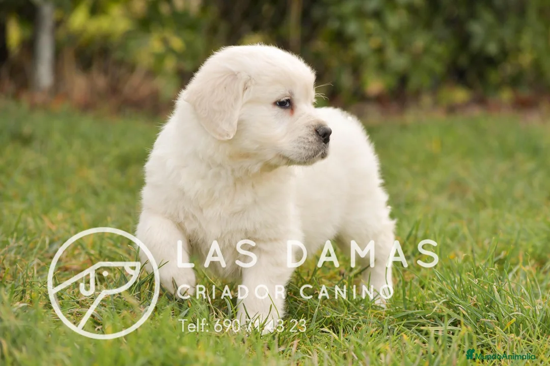 Golden Retriever perros en venta: GOLDEN RETRIEVER DISPONIBLES  - Anuncio 2