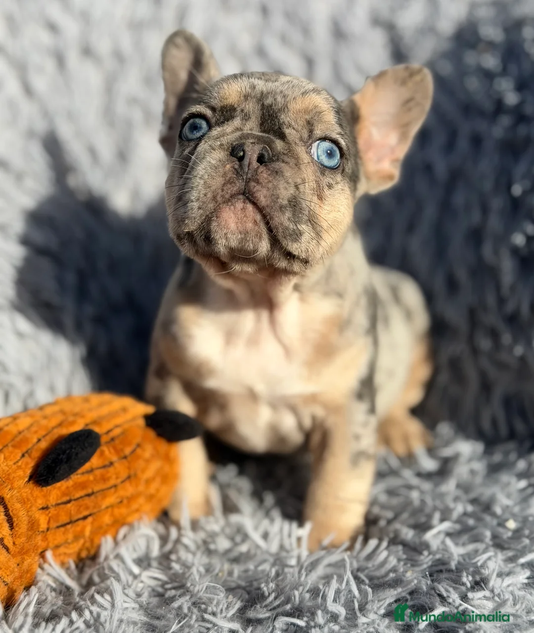 Bulldog Francés perros en venta: Bulldog Merle exótica  - Anuncio 4