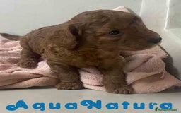 Caniche Mediano perros en venta: Caniche Hembra de Barbie y Can AQUANATURA - Imagen 1