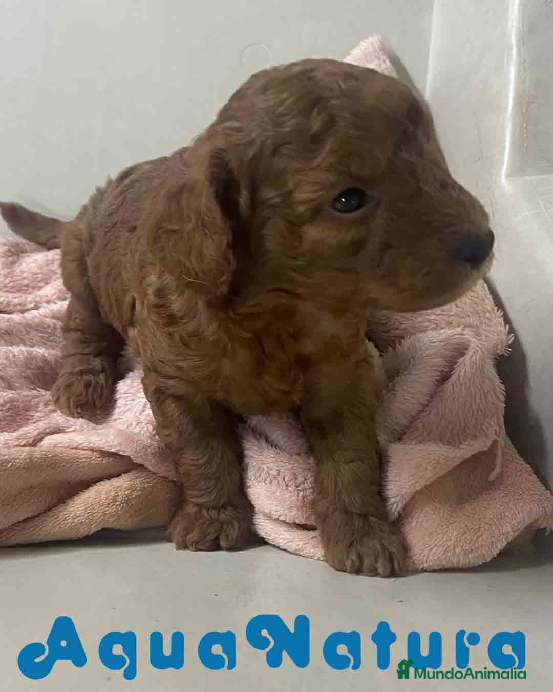 Caniche Mediano perros en venta: Caniche Hembra de Barbie y Can AQUANATURA - Imagen 1
